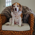 Load image into Gallery viewer, Boos & Bats Dog Bandana
