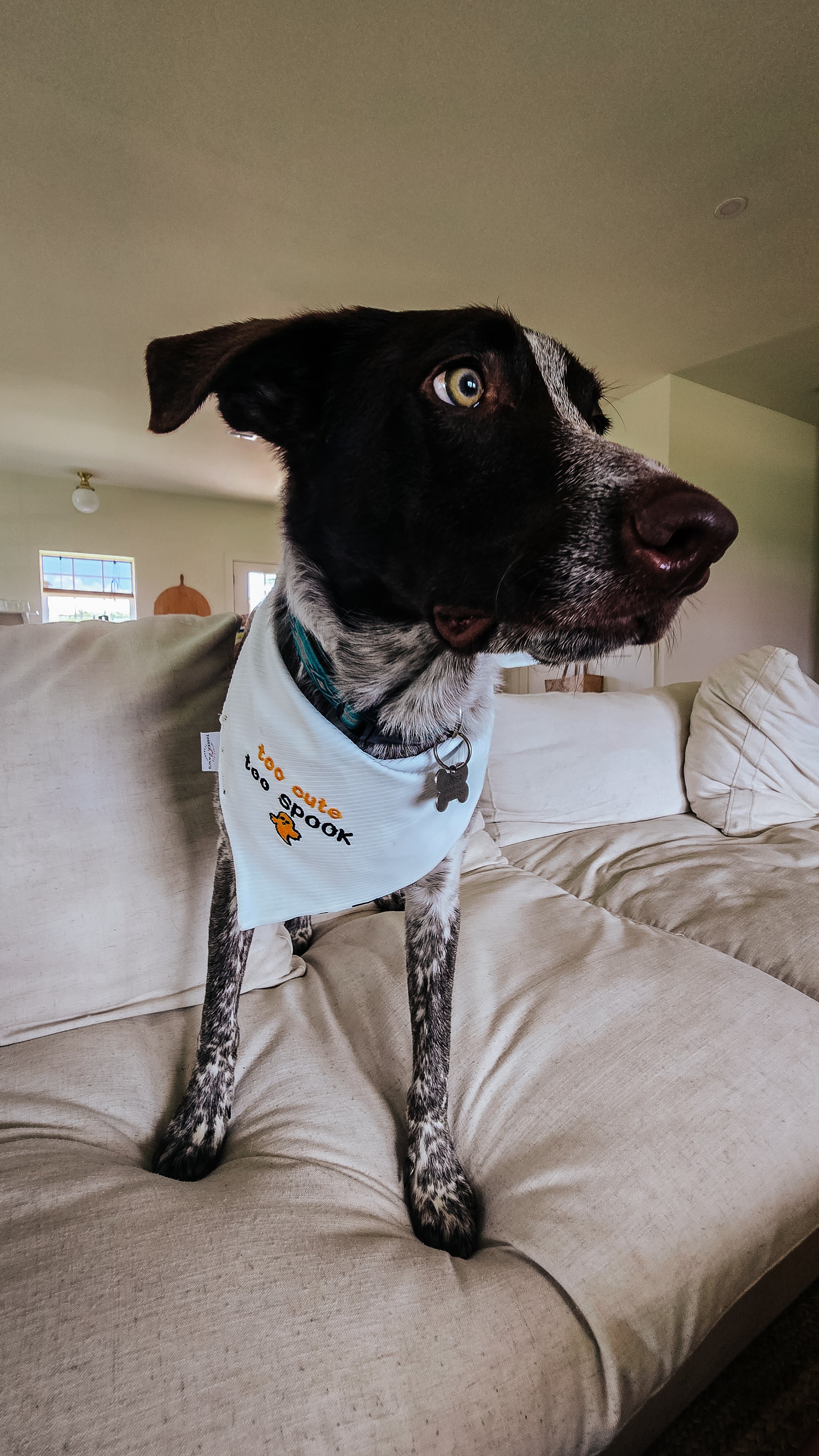 White Ghost Dog Bandana