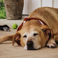 Load image into Gallery viewer, Big Autumn Pumpkins Dog Bandana
