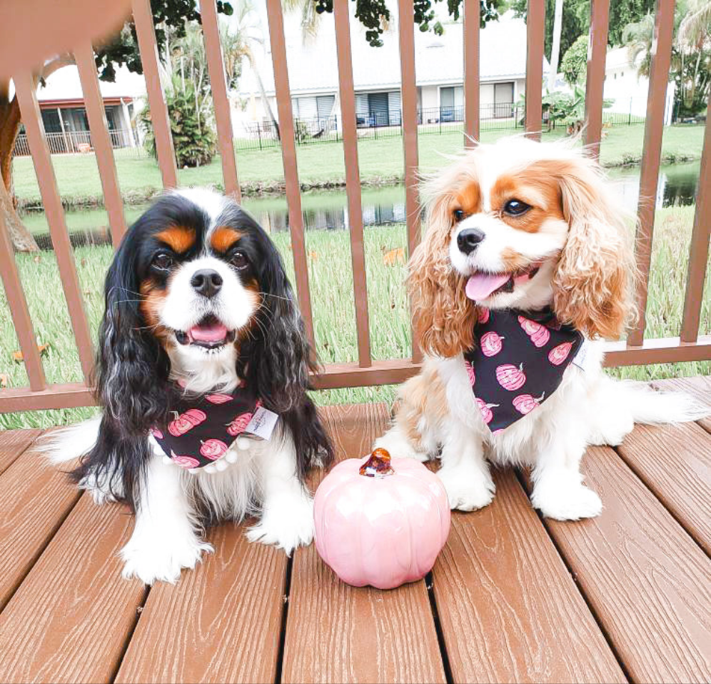 Pumpkin Faces Dog Bandana