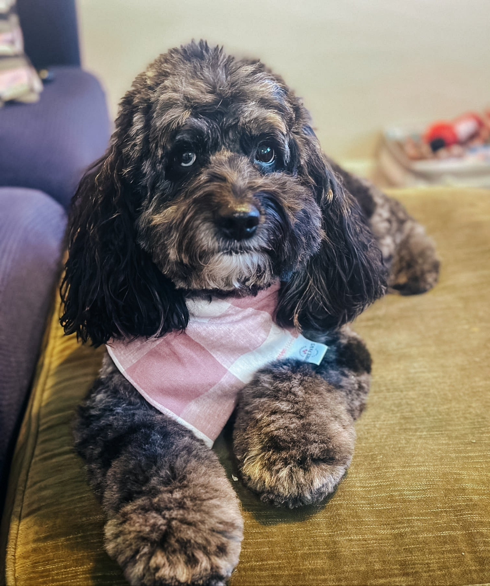 Salmon Gingham Dog Bandana