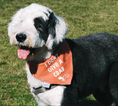 Load image into Gallery viewer, Crabby 🦀  Dog Bandana
