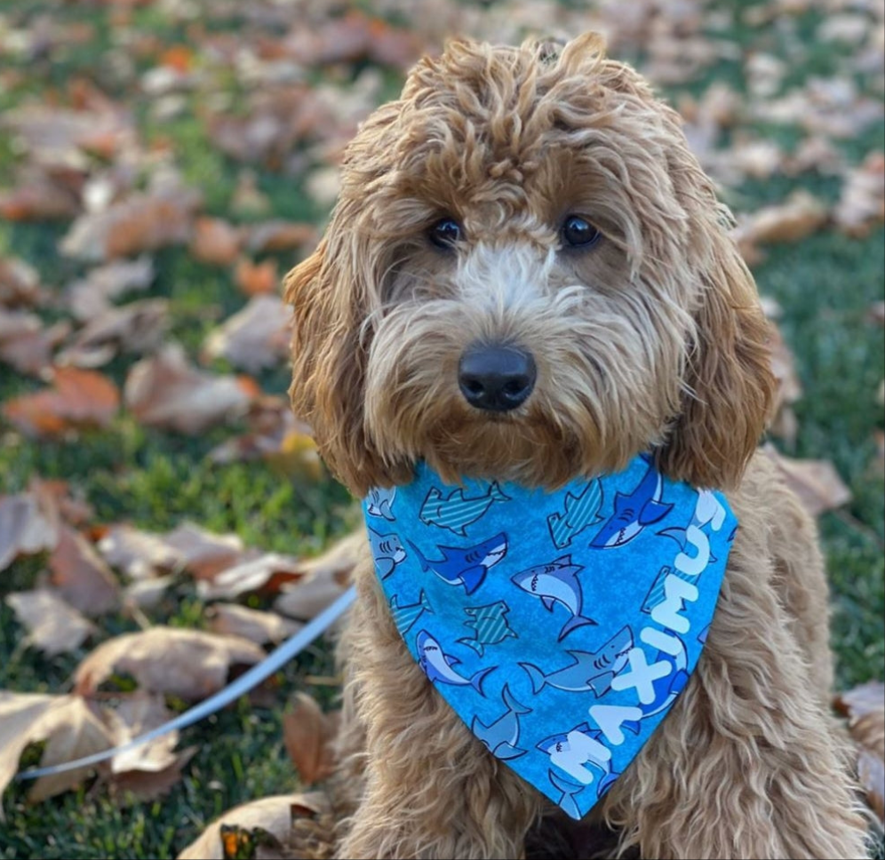 Sharky Shark Dog Bandana