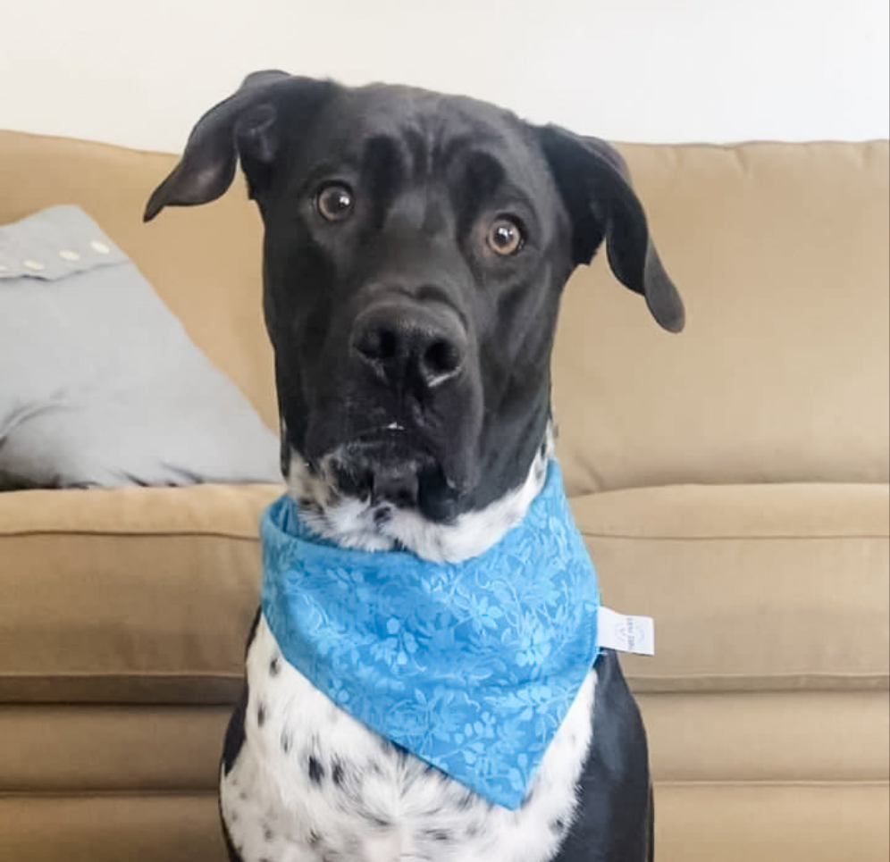 Iris Flowers Dog Bandana