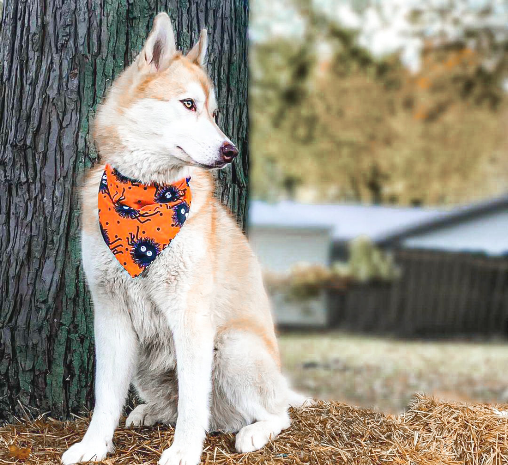 Spider Dog Bandana