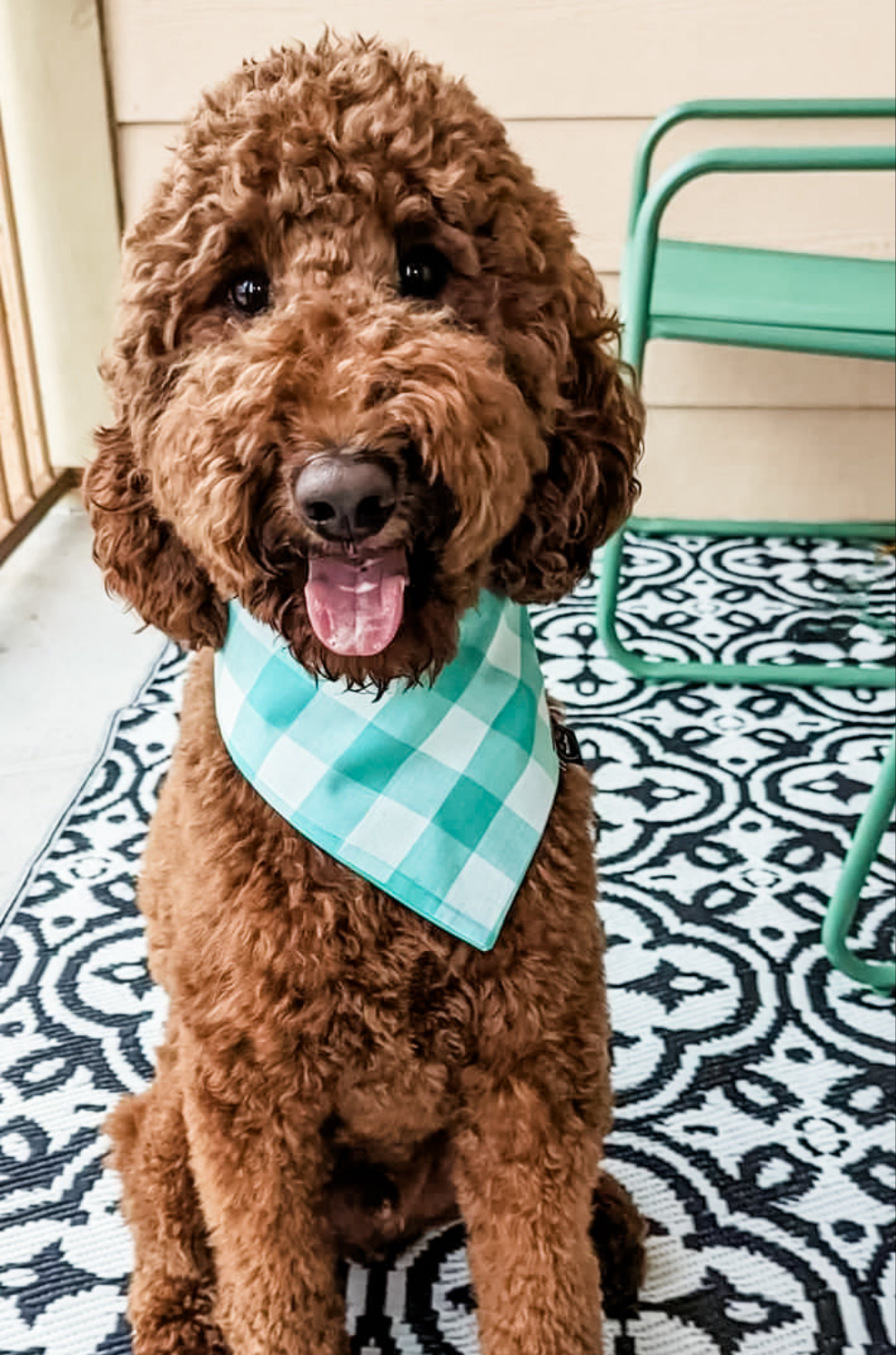 Sea Gingham Dog Bandana