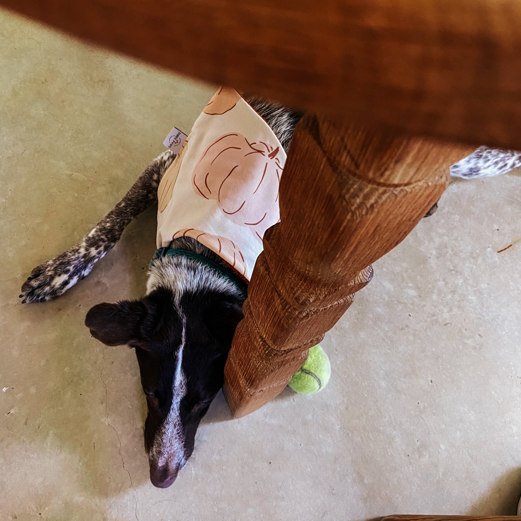 Big Autumn Pumpkins Dog Bandana