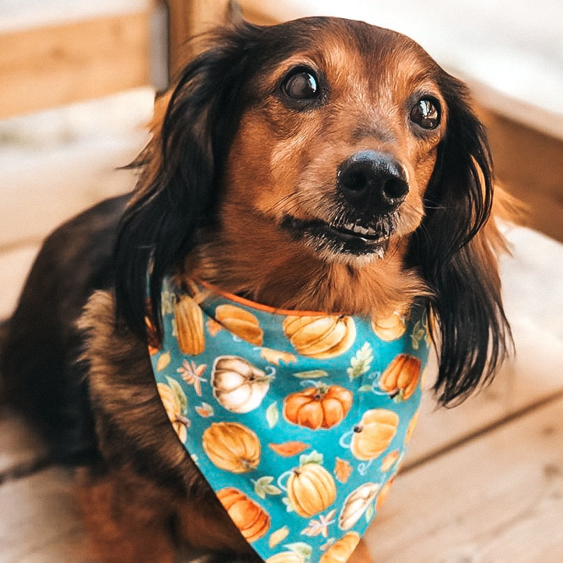 Pumpkin Harvest Dog Bandana