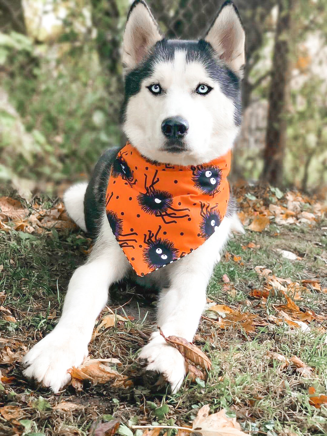 Spider Dog Bandana