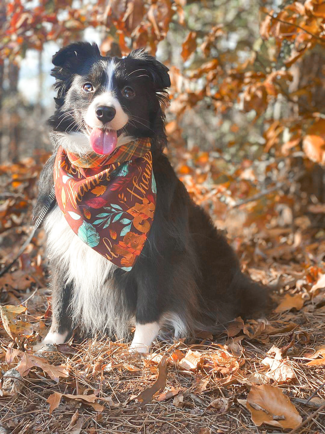 Thankful Dog Bandana