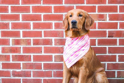 Stylin Sherbert Dog Bandana