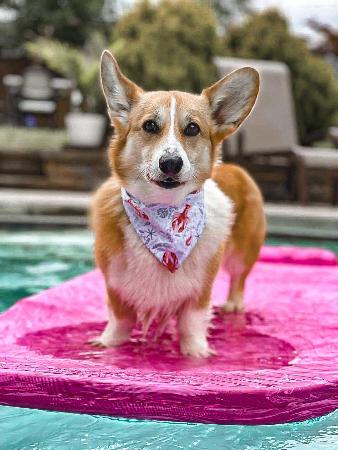 Catch of the Day Dog Bandana