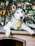 Load image into Gallery viewer, Main Squeeze Dog Bandana
