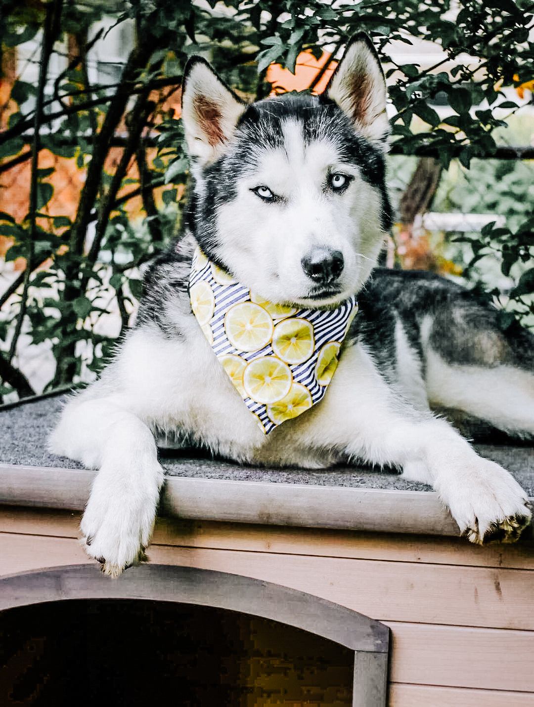 Main Squeeze Dog Bandana