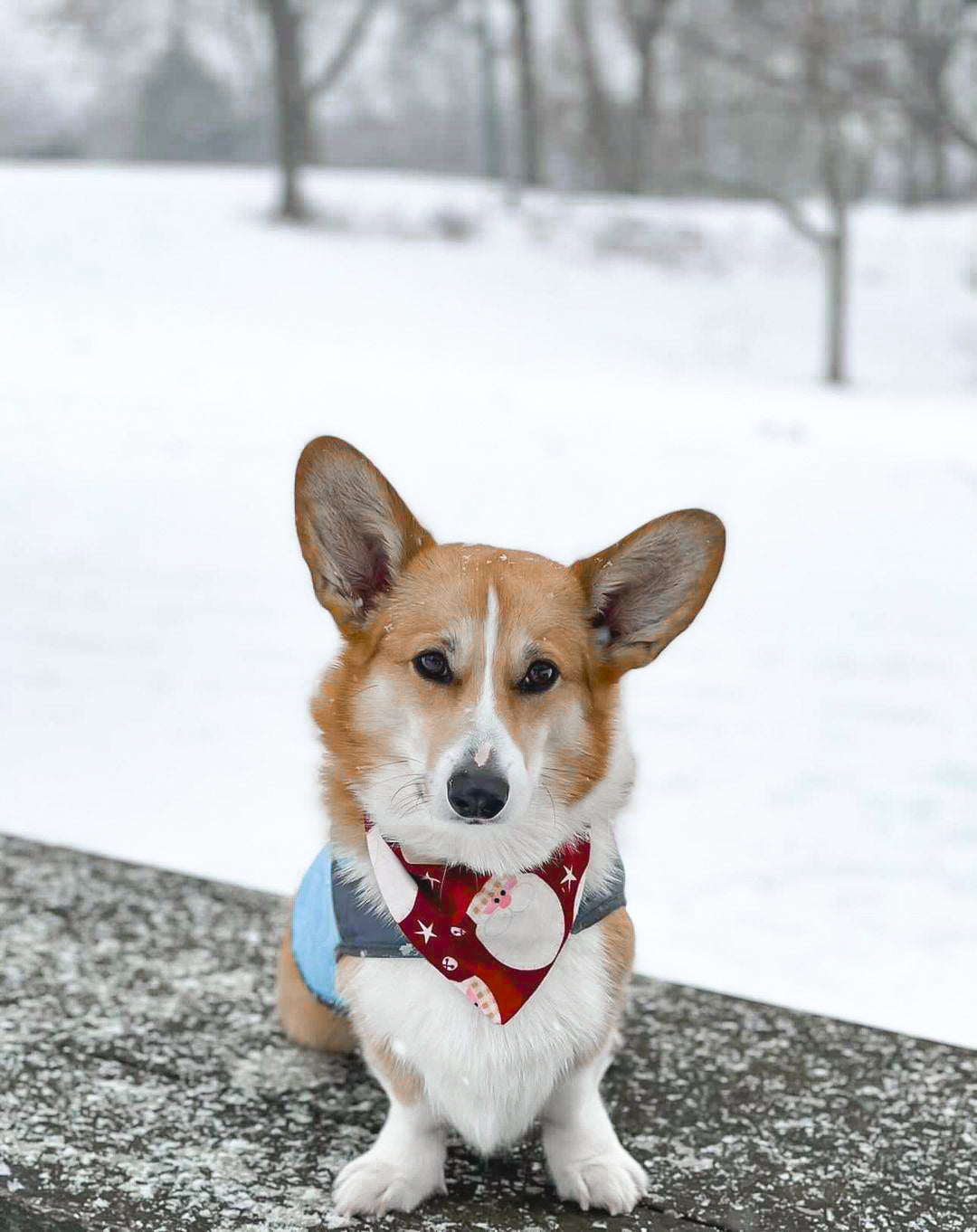 Big Santa Dog Bandana