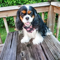 Load image into Gallery viewer, Pumpkin Faces Dog Bandana
