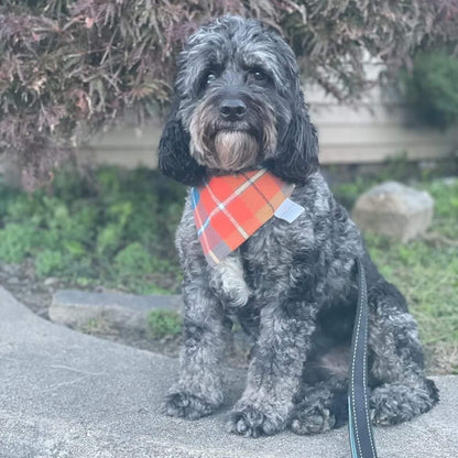 Blue Adventure Dog Bandana