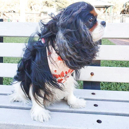 Marguerite Flower Dog Bandana