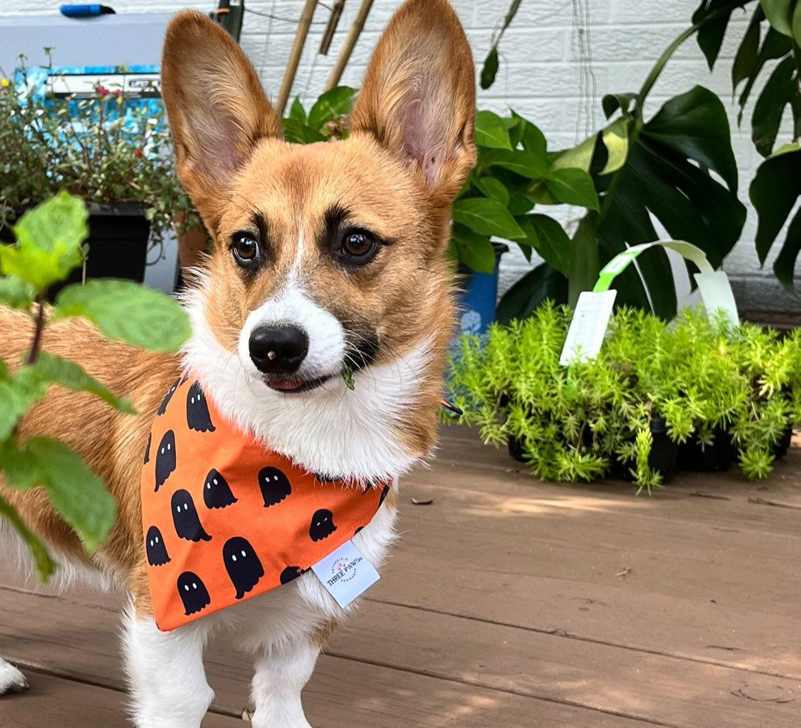 Haunt Mess Dog Bandana