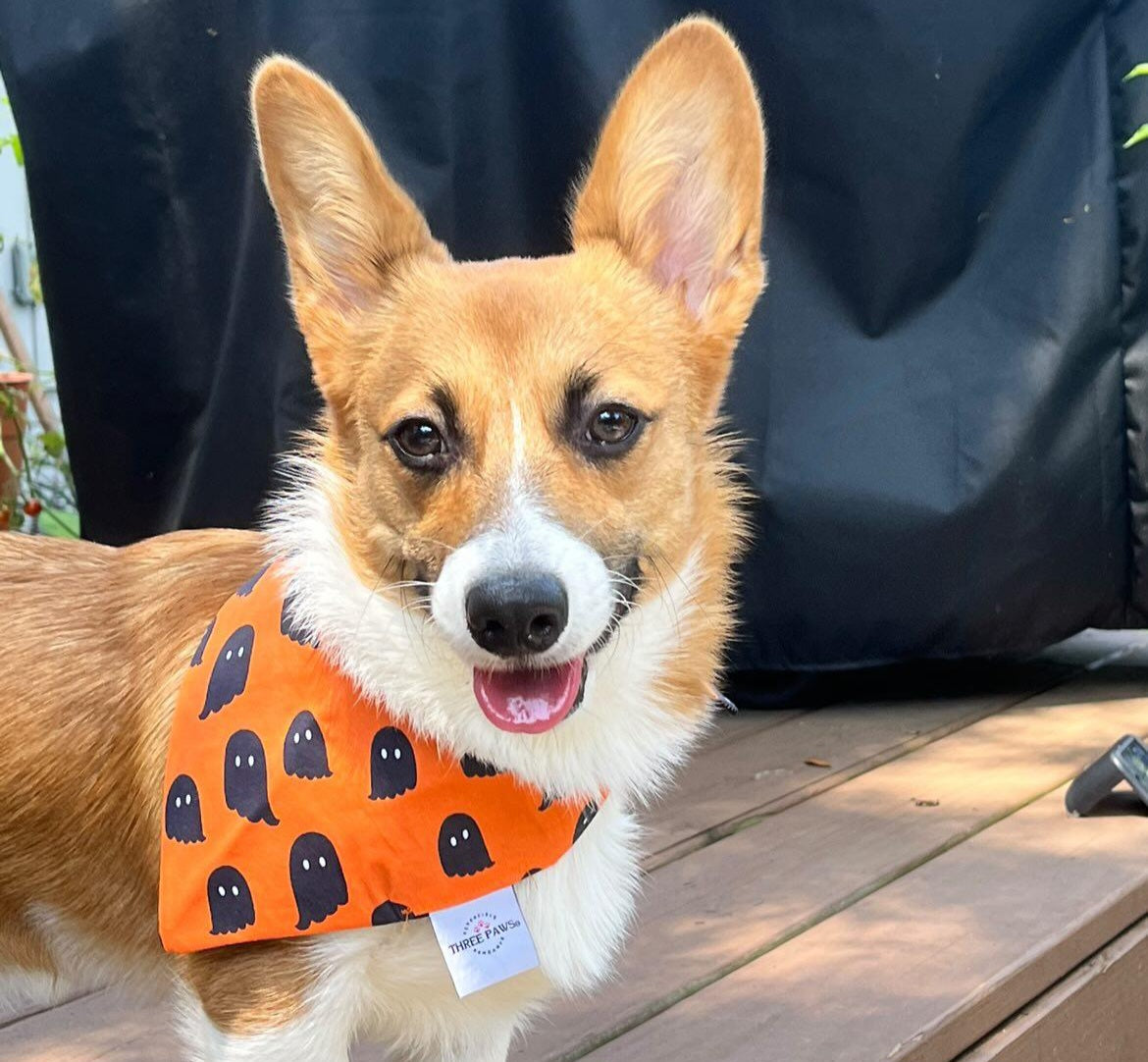 Haunt Mess Dog Bandana