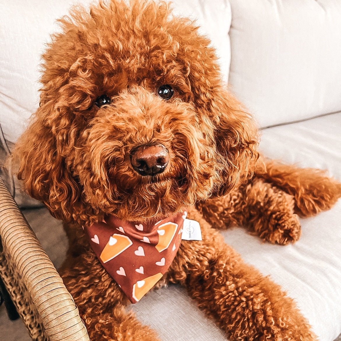 Pumpkin Pie Love Dog Bandana