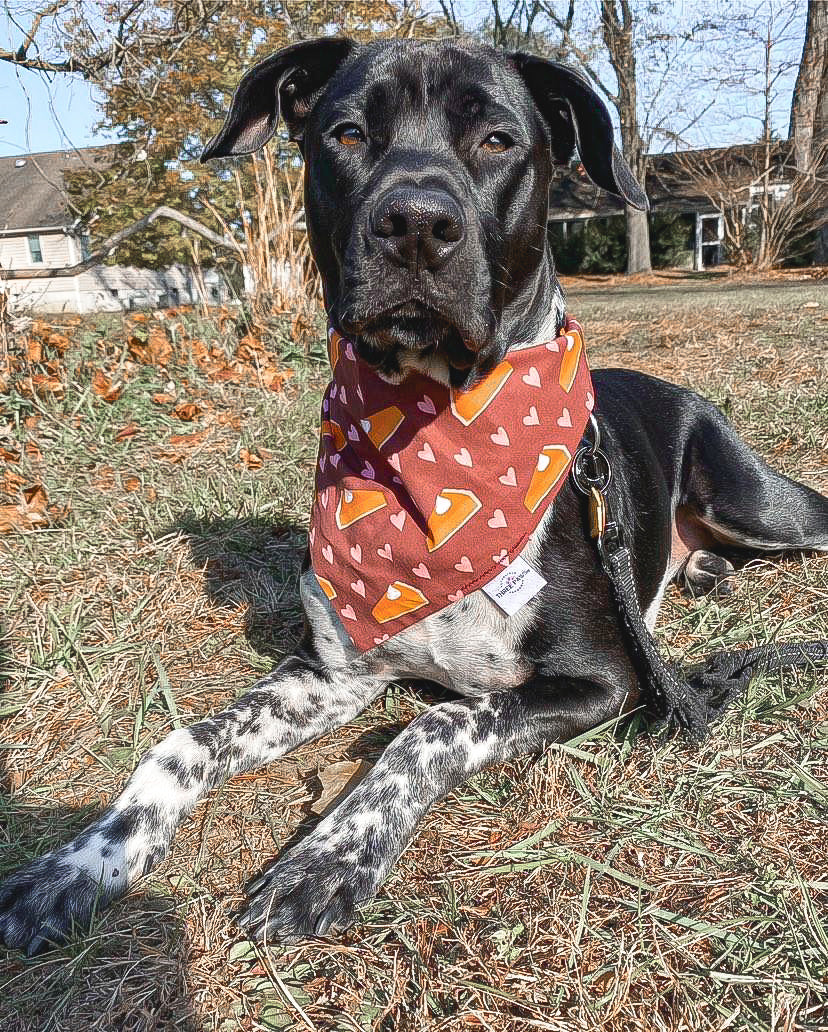 Pumpkin Pie Love Dog Bandana