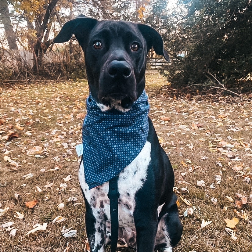 I YAM what I YAM Dog Bandana