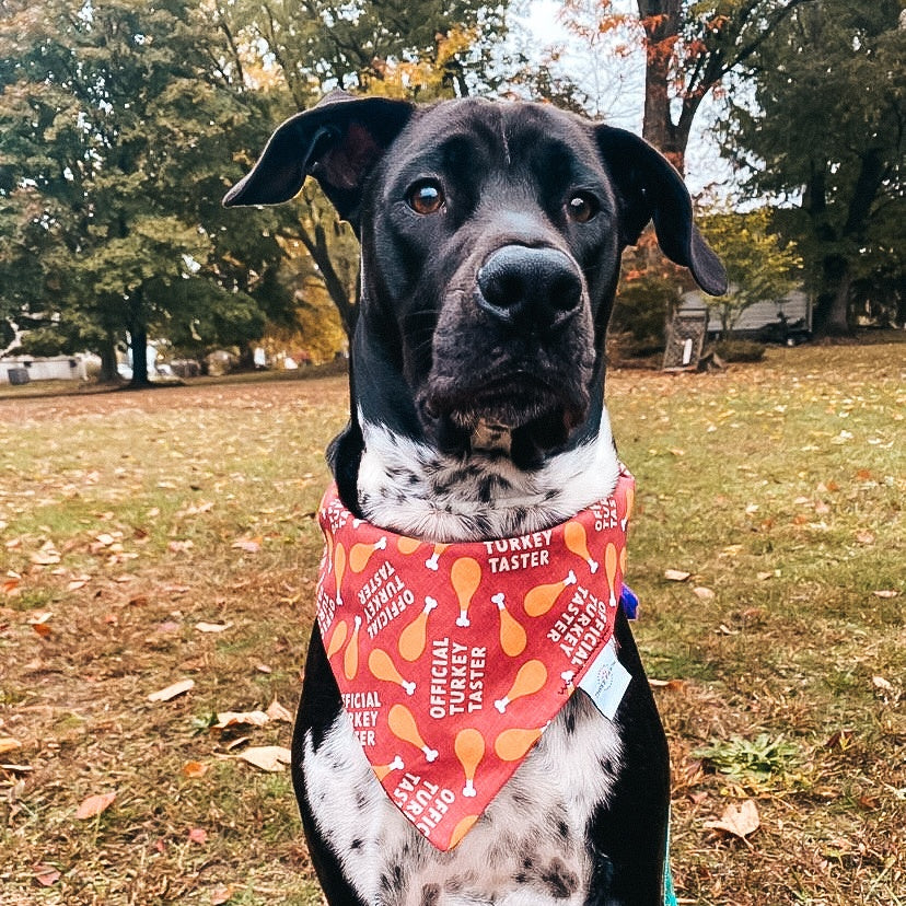 Official Turkey Tester Dog Bandana