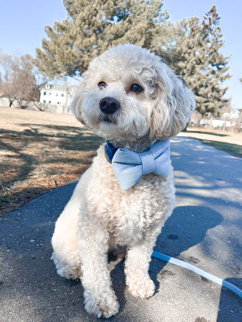 Bohemian Blue Bowtie