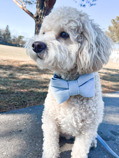 Bohemian Blue Bowtie