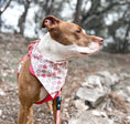 Load image into Gallery viewer, Cutie Pie Candy Dog Bandana
