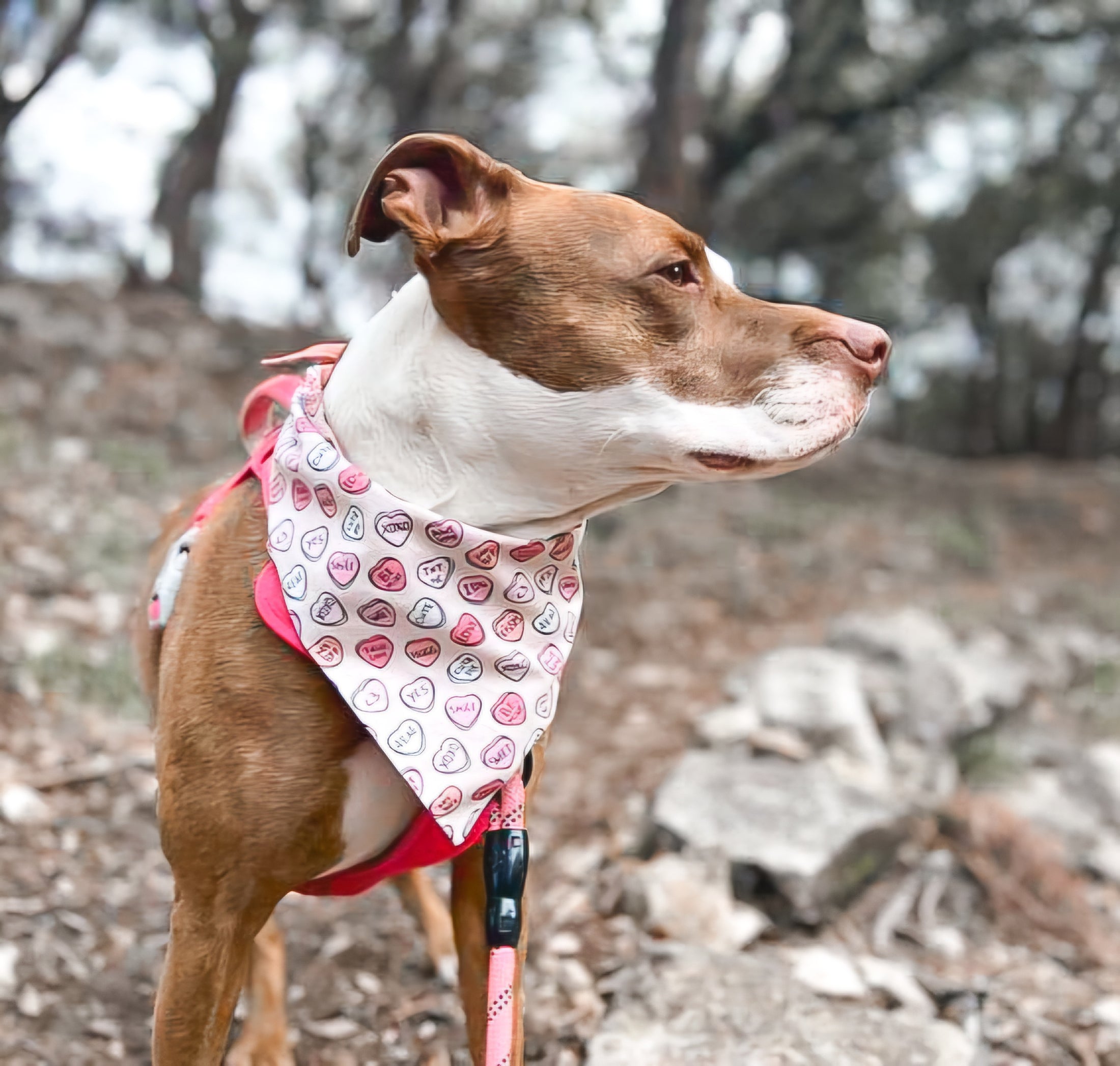 Cutie Pie Candy Dog Bandana