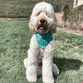 Load image into Gallery viewer, Lucky Clover Pup Dog Bandana
