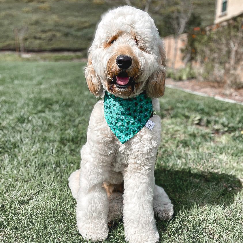 Lucky Clover Pup Dog Bandana