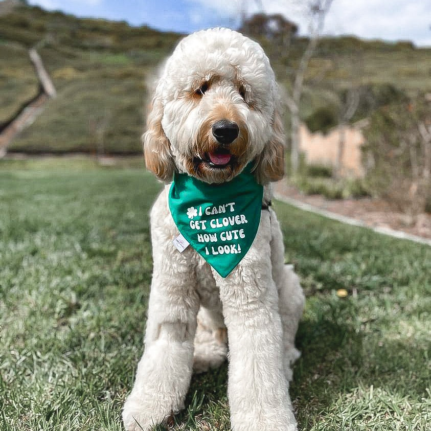 Lucky Clover Pup Dog Bandana