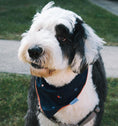 Load image into Gallery viewer, Crabby 🦀  Dog Bandana
