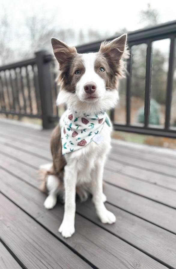 Pine Cones Dog Bandana