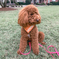 Load image into Gallery viewer, Fall-tastic Dog Bandana
