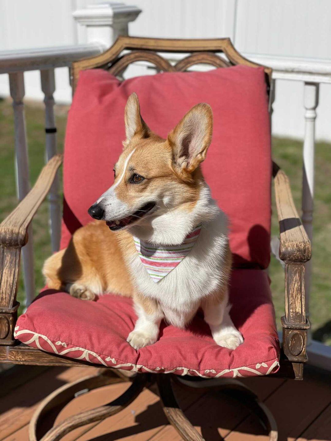 Pastel Spring Stripes Dog Bandana