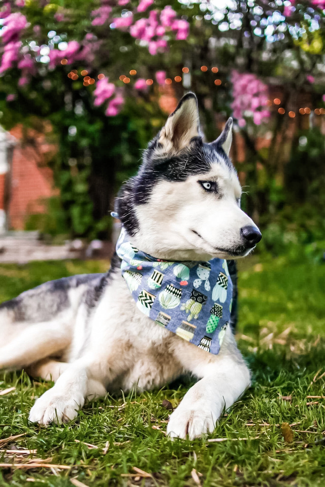 Cactus Plants Dog Bandana