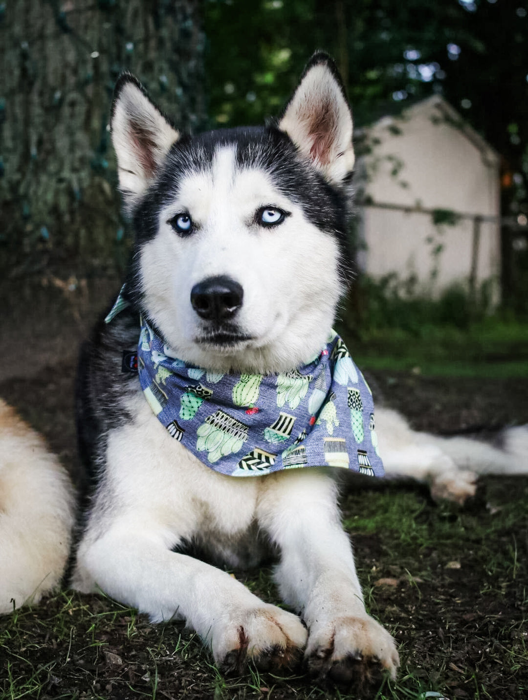 Cactus Plants Dog Bandana