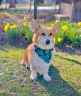 Load image into Gallery viewer, Bold Butterflies Dog Bandana
