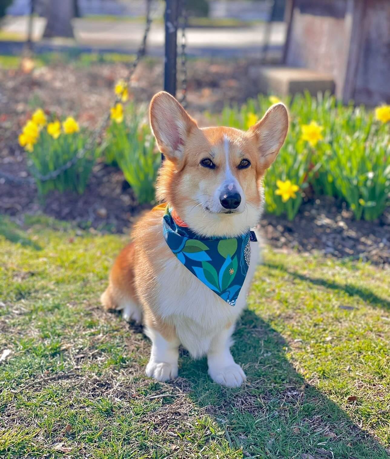 Bold Butterflies Dog Bandana
