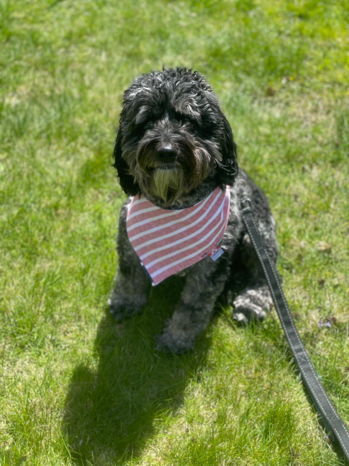 Stars n Stripes Dog Bandana