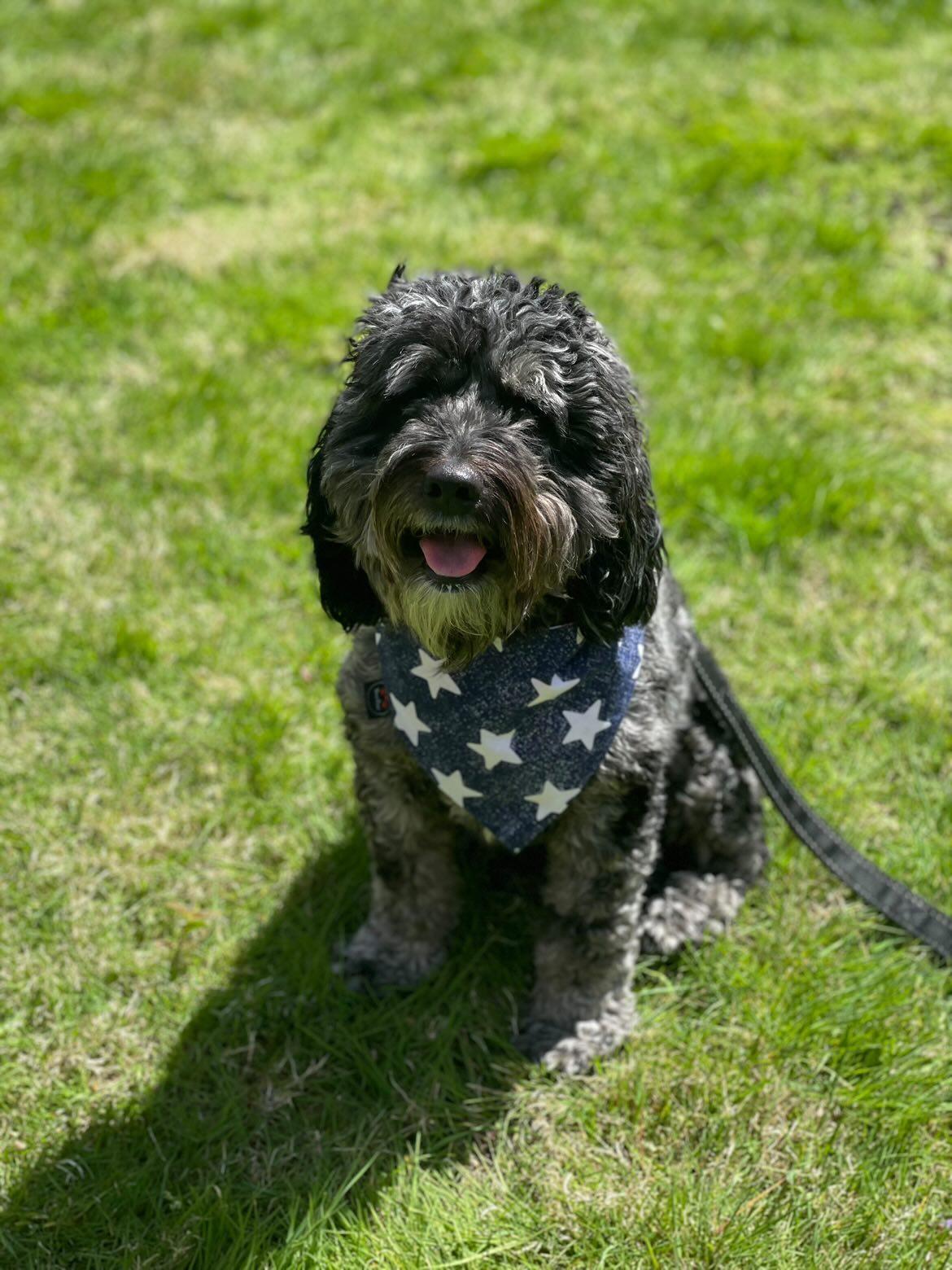 Stars n Stripes Dog Bandana