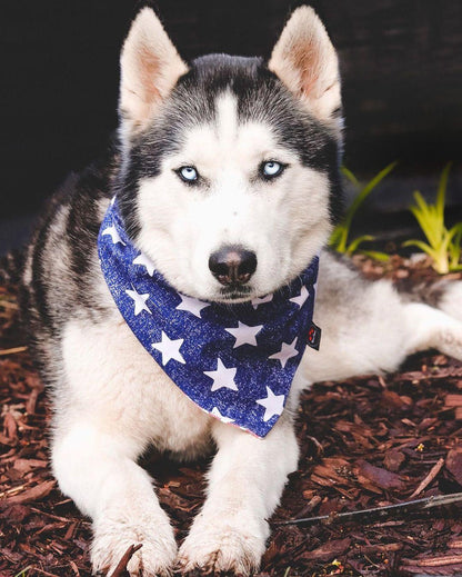 Stars n Stripes Dog Bandana