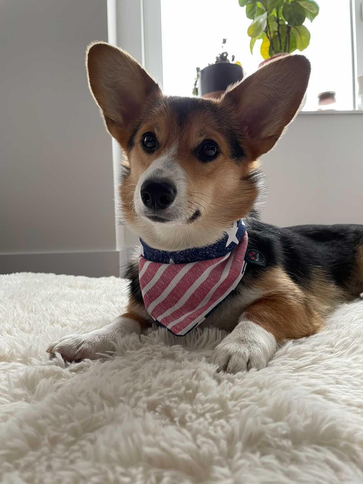 Stars n Stripes Dog Bandana