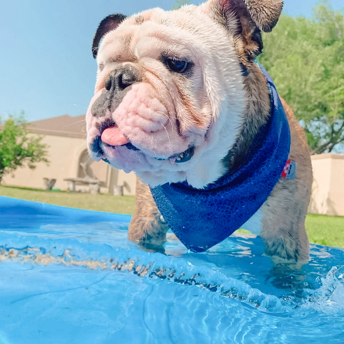 Sharky Shark Dog Bandana