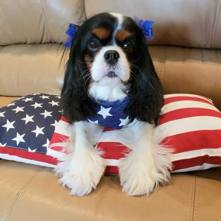 Stars n Stripes Dog Bandana