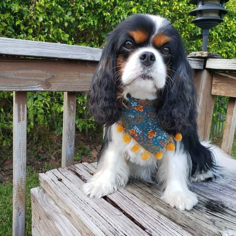 Fall Leaves Dog Bandana